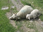 /Neige_Glace/2004/Images/824/Vignemale051Icon.jpg