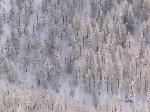 /Neige_Glace/2006/Images/885/Caturgeasbis031Icon.jpg