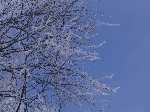 /Neige_Glace/2006/Images/885/Caturgeasbis032Icon.jpg