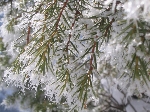 /Neige_Glace/2006/Images/885/Caturgeasbis035Icon.jpg