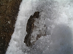 /Neige_Glace/2006/Images/885/Caturgeasbis044Icon.jpg