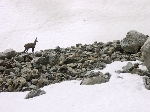 /Neige_Glace/2007/Images/927/CoupSabre013Icon.jpg