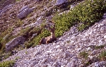 /Rocher/2005/Images/434/IM10034800MaxIcon.jpg