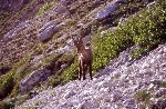 /Rocher/2005/Images/434/IM10035800MaxIcon.jpg