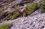 /Rocher/2005/Images/434/IM10036800MaxIcon.jpg