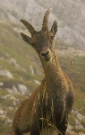 /Rocher/2005/Images/447/Image41Icon.JPG