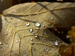 /Rocher/2005/Images/451/Bellefont0030Icon.JPG