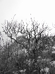 /Rocher/2007/Images/481/neron016Icon.jpg