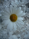 /Rocher/2010/Images/551/P1050330Icon.JPG