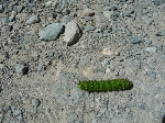 /Rocher/2011/Images/563/P1070876Icon.JPG