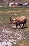 /Ski/2004/Images/1178/File0021Icon.jpg