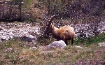 /Ski/2004/Images/1178/File0022Icon.jpg