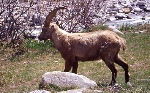/Ski/2004/Images/1178/File0024Icon.jpg