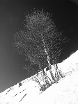 /Ski/2006/Images/1286/GdGalbert002Icon.jpg