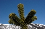 /Ski/2006/Images/1374/IMG_WEB_004Icon.jpg