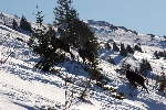 /Ski/2008/Images/1488/IMG_WEB_001Icon.jpg