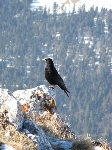 /Ski/2008/Images/1505/grandsom113Icon.jpg