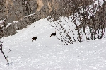 /Ski/2009/Images/1630/IMG_WEB_001Icon.jpg