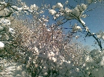 /Ski/2010/Images/1693/11012010004Icon.jpg