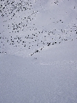 /Ski/2010/Images/1776/IMG_WEB_011Icon.jpg