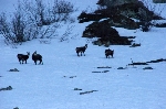 /Ski/2011/Images/1785/IMG_WEB_001Icon.jpg