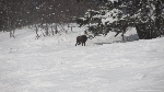 /Ski/2012/Images/1847/IMG_WEB_003Icon.JPG