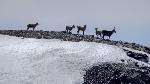/Ski/2017/Images/2128/DSC04371Icon.jpg