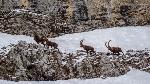 /Ski/2018/Images/2153/DSC00304Icon.jpg