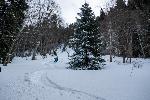 /Ski/2019/Images/2184/P1000339Icon.jpg