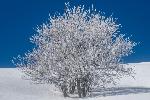 /Ski/2021/Images/2277/P1050399Icon.jpg