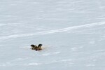/Ski/2022/Images/2437/Img_005Icon.jpg