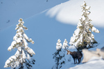/Ski/2024/Images/2590/_1140015Icon.jpg