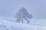 /Ski/2025/Images/2728/_1210690Icon.jpg