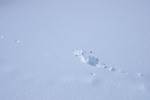 /Ski/2026/Images/2744/_1220672Icon.jpg
